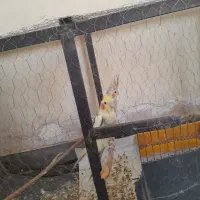 عروس هلندی حرف گوش کن