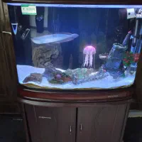 اکواریوم اب شور فلاور اروانا