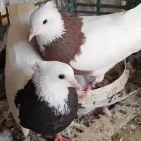 کبوتر طوقی اصل