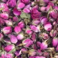 غنچه گل محمدی