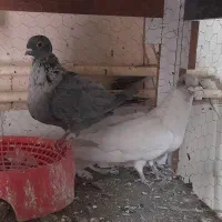 کبوترتخم بچه ای