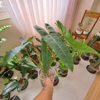 تخفیف ویژه برای گیاهان آپارتمانی