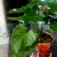 گل طبیعی فوری فروش