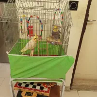 عروس هلندی با قفس