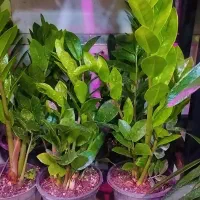 گل طبیعی و آپارتمانی زامفولیا سبز تک و عمده