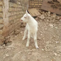 بزغاله سانن ۱ماهه