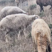 گوسفند بوغاز معاوضه با بز نر