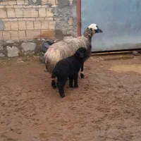 خرید و فروش گوسفند
