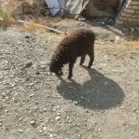 بره