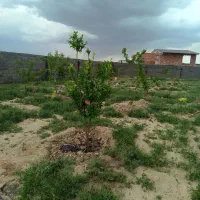 باغ