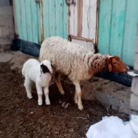 گوسفند ماده با بره نر
