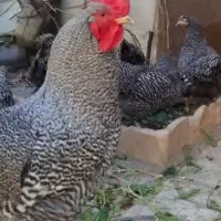 چهار عدد مرغ و یک خروس اصل آمروک پلیموت