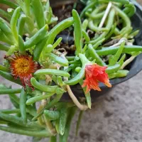 گل و گلدون|گل و گیاه طبیعی|خمام, |دیوار
