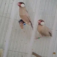 نرگسی شکلاتی