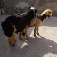 سلام دو عدد بره قوچ