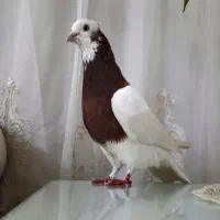 کبوتر شازده سرخ