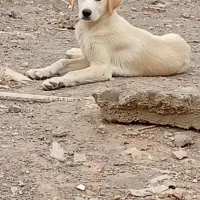 سگ نگهبان رایگان