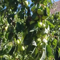 باغ فروشی معاوضه باماشین هم دارم