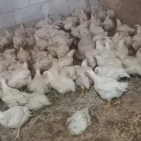 مرغ زنده ۲۵۹۰۰۰  مژده مژده