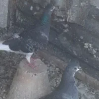 ماده خرقه زره ای