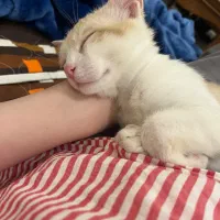 گربه بازیگوش خوشگل