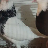 مجسمه الماسی  طوقی