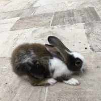 خرگوش ماده 6ماهه