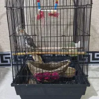 عروس هلندی کاملا دستی ماده