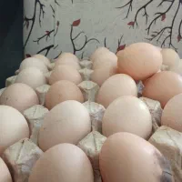 تخم مرغ نطفه دار گلپایگان