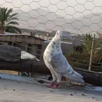 کبوتر سینه سفید