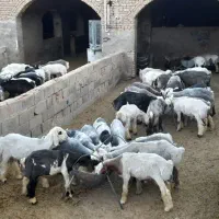 بره پرواری و کشتاری