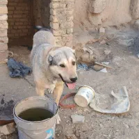 فروش سگ