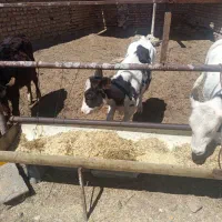 گوساله ماده