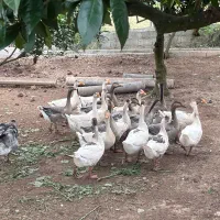 غاز سه ماهه دورگ و جوجه غاز ده روزه دورگ
