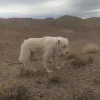 سگ گله|سگ|قهستان, |دیوار
