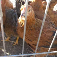 مرغ تخمگذار