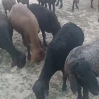 تعدادی توخلی نر از بهترین نژاد