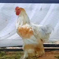 خروس برهما اصل رنگ لمون