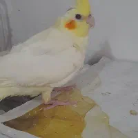 عروس هلندی نر سه ماهه