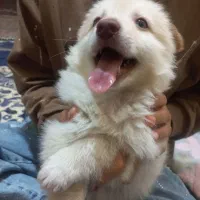 توله ناز پامر نر