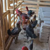 مرغ وخروس ومرغابی اردک