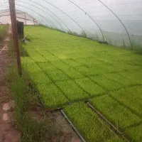 نشاء(توم)هاشمی برای هفته اینده