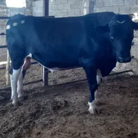 یک راس گاو نر سنگین مناسب نذری محرم