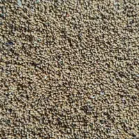 بذر یونجه(رشه یونجه) ارتفاع تا 1،20سانت