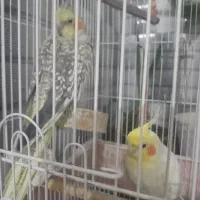 عروس هلندی