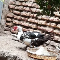 اردک|حیوانات مزرعه|گنبد کاووس, |دیوار