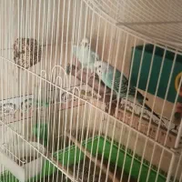 جفت مرغ عشق کاکی