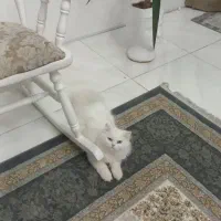 فروش گربه