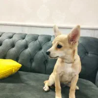 نژاد شیواوا