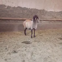 یک راس بره ماده همو. این